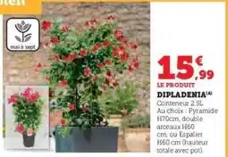 Hyper U Dipladenia offre