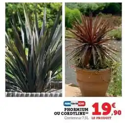 Hyper U Phormium ou Cordyline offre