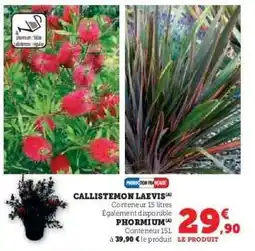Hyper U CALLISTEMON LAEVIS offre