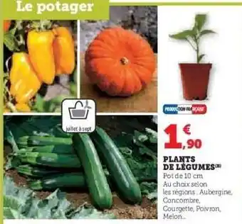 Super U Plants De Legumes offre