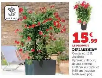 Super U Dipladenia offre
