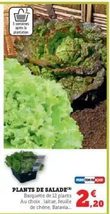 Super U Plants de salade offre
