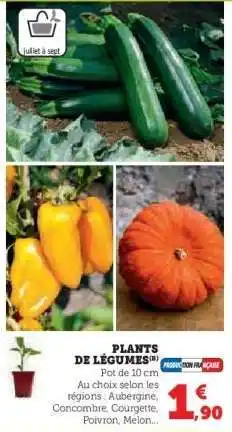 Super U Plants De Legumes offre