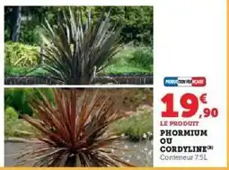 Super U Phormium ou Cordyline offre