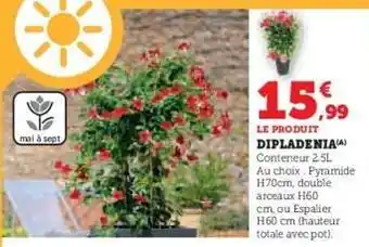 Super U Dipladenia offre