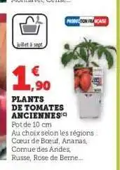 U Express Plants de Tomates Anciennes offre