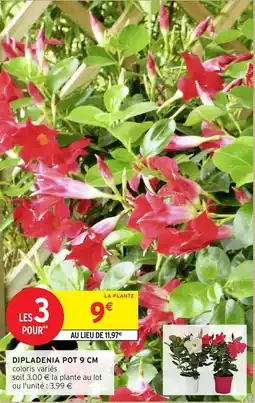 Intermarché Hyper Dipladenia pot offre