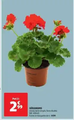 Auchan Géraniums offre