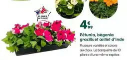 Truffaut Pétunia, bégonia gracilis et collet d'inde offre