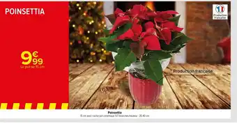Poinsettia