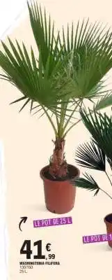 E.Leclerc WASHINGTONIA FILIFERA offre