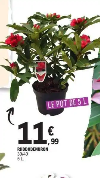E.Leclerc Rhododendron offre