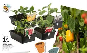 E.Leclerc Plants De Legumes offre