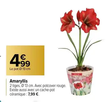 Carrefour Amaryllis offre