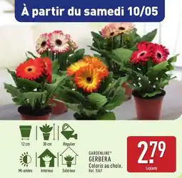 ALDI Gerbera offre