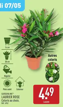 ALDI Laurier rose offre