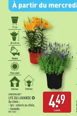 ALDI Lys ou lavande offre