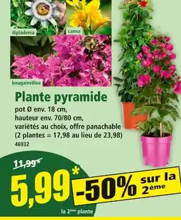 Norma Plante pyramide offre