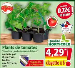 Norma Qualité Horticole Plants de tomates offre