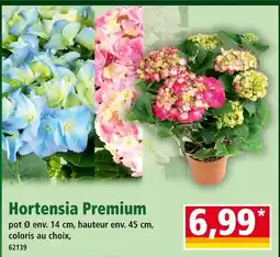 Norma Hortensia Premium offre