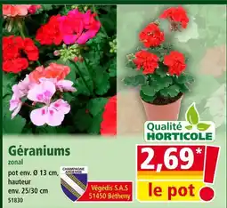 Norma Géraniums zonal offre