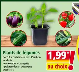 Norma Plants de légumes offre