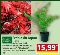 Norma Erable du Japon offre