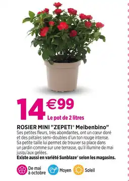 Delbard ZEPETI Rosier mini ZEPETI Meibenbino offre