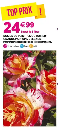 Delbard DELBARD Rosier de peintres ou Rosier grands parfums DELBARD offre