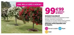 Delbard Rosier Pleureur offre
