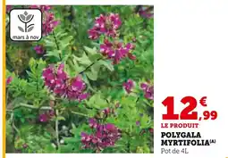 Hyper U Polygala myrtifolia offre