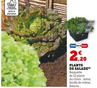 Hyper U Plants de salade offre