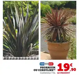 Hyper U Production Française Phormium ou Cordyline offre
