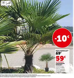 Hyper U Chamaerops excelsa offre