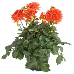 Gamm vert Dahlia offre
