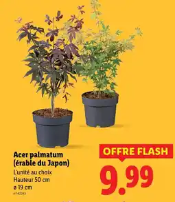 Lidl Érable du Japon (érable du Japon) offre