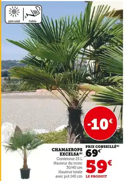 Super U Chamaerops excelsa offre