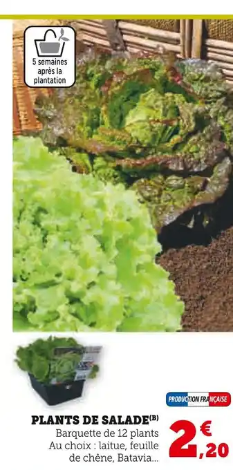 Super U Plants de salade offre