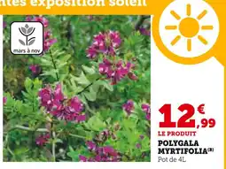 Super U Polygala myrtifolia offre