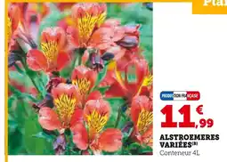 Super U Alstroemeres variées offre
