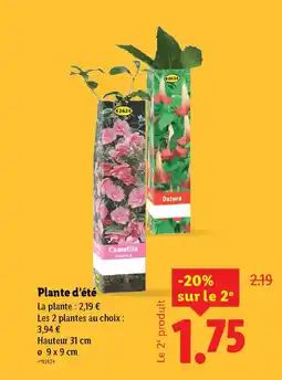 Lidl Plante d'été offre