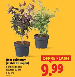 Lidl Acer palmatum offre