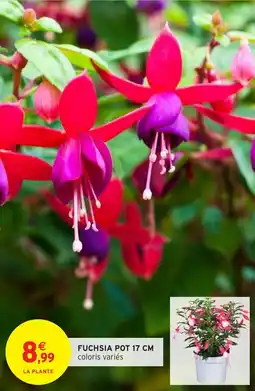 Intermarché Fuchsia pot offre