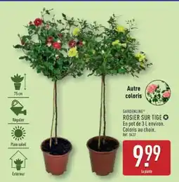 ALDI GARDENLINE ROSIER SUR TIGE offre