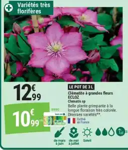 Gamm vert Clématite à grandes fleurs offre