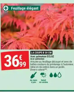Gamm vert Acer palmatum offre