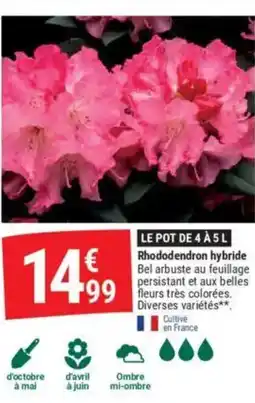 Gamm vert Rhododendron hybride offre