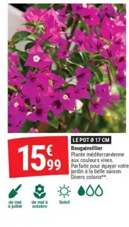 Gamm vert Bougainvillier offre
