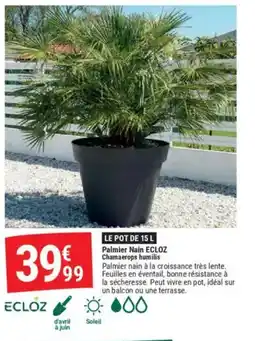 Gamm vert Palmier Nain offre
