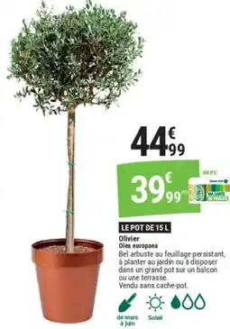 Gamm vert Olivier Olea europaea offre